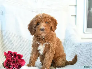 Mini Goldendoodle dogs for sale: Monica - Ad 1