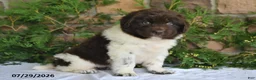 Newfoundland dogs for sale: Mia - Ad 3