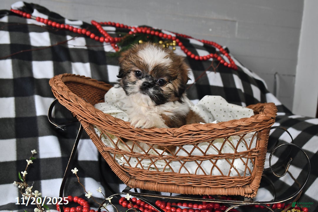 Shih Tzu dogs for sale: Darrin - Ad 7