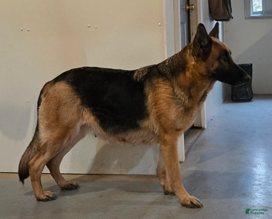 German Shepherd dogs for sale: Zane - Ad 2