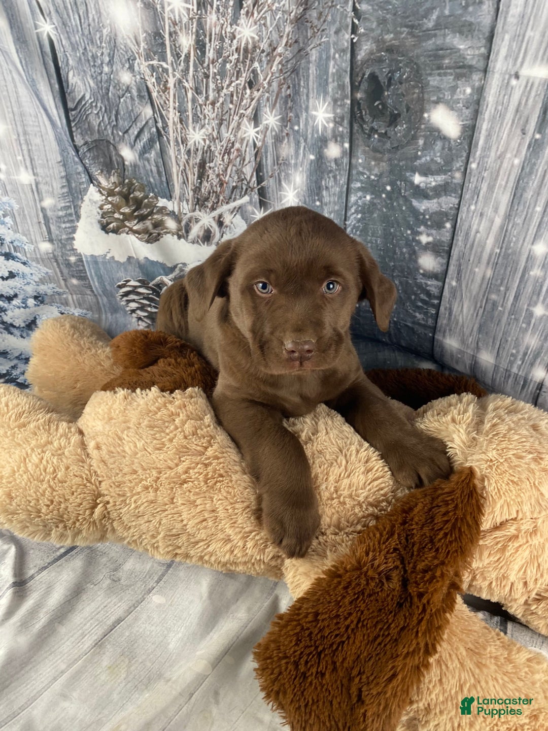 Labrador Retriever dogs for sale: Ace - Ad 4