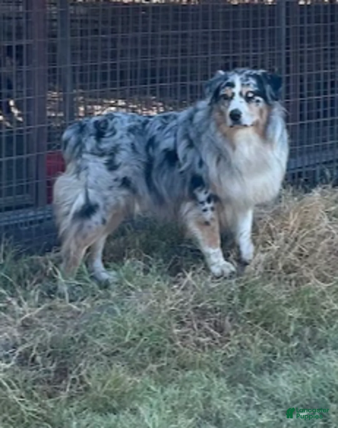 Australian Shepherd dogs for sale: Red Tri Male - Ad 10