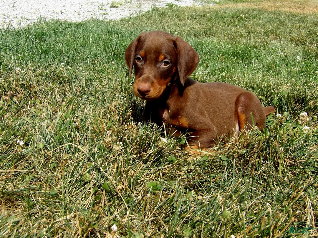 Doberman Pinscher dogs for sale: Izzy - Ad 2