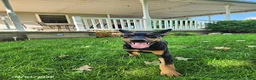 Doberman Pinscher dogs for sale: Kingston - Ad 3
