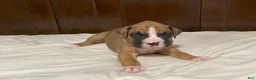 Boxer dogs for sale: Milo - Ad 1