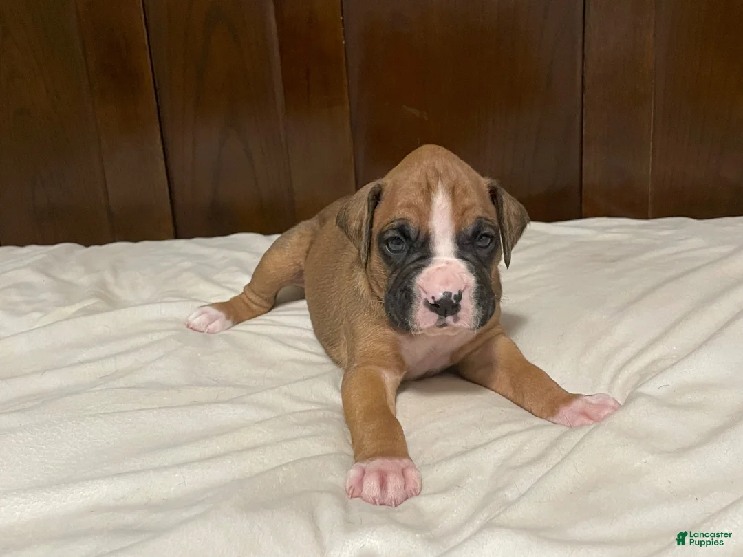 Boxer dogs for sale: Milo - Ad 1