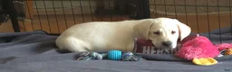 Labrador Retriever dogs for sale: Male 2 - Ad 4