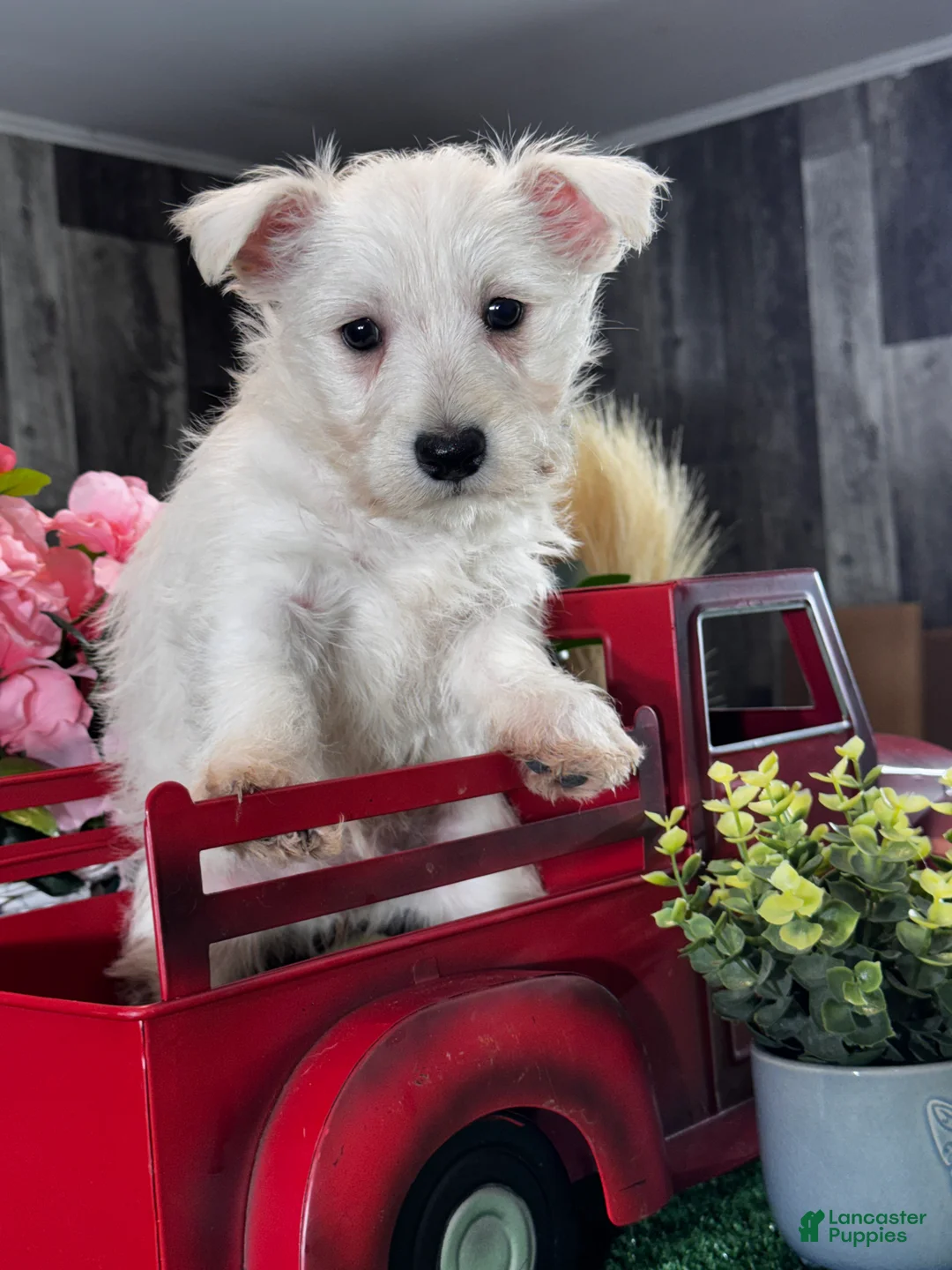 West Highland Terrier dogs for sale: Wanita - Ad 6