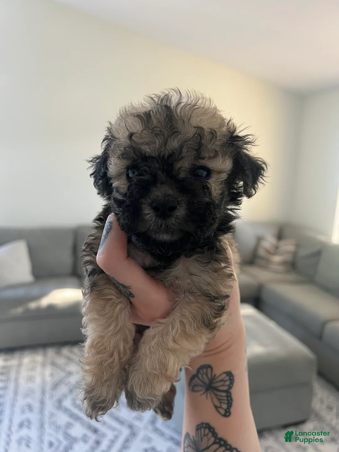 Toy Poodle dogs for sale: Toy Poodle Puppy 1 - Ad 2