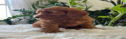 Mini Goldendoodle dogs for sale: Diva - Ad 5