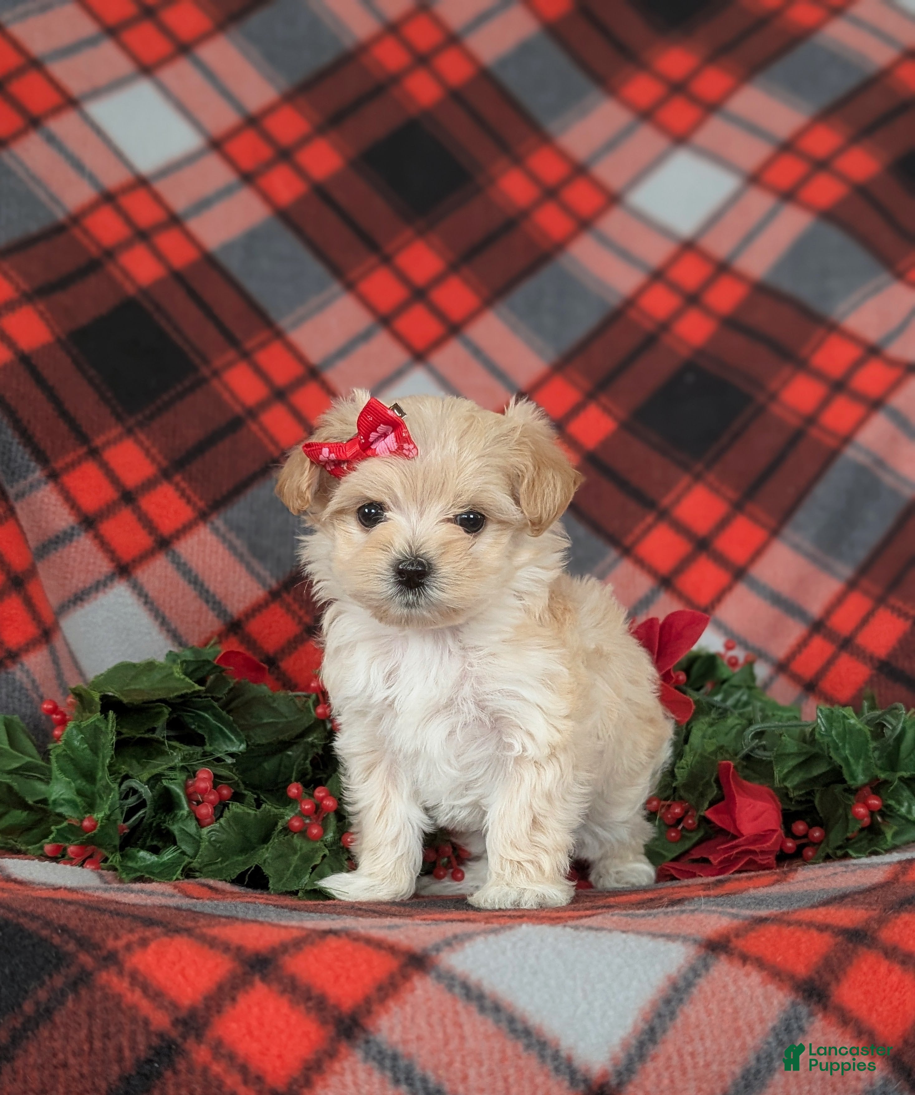 Maltipoo dogs Chloe 7 lbs Full Grown - Ad 25