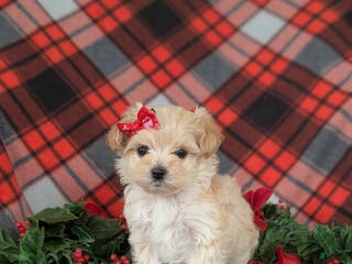 Maltipoo dogs Chloe 7 lbs Full Grown - Ad 8