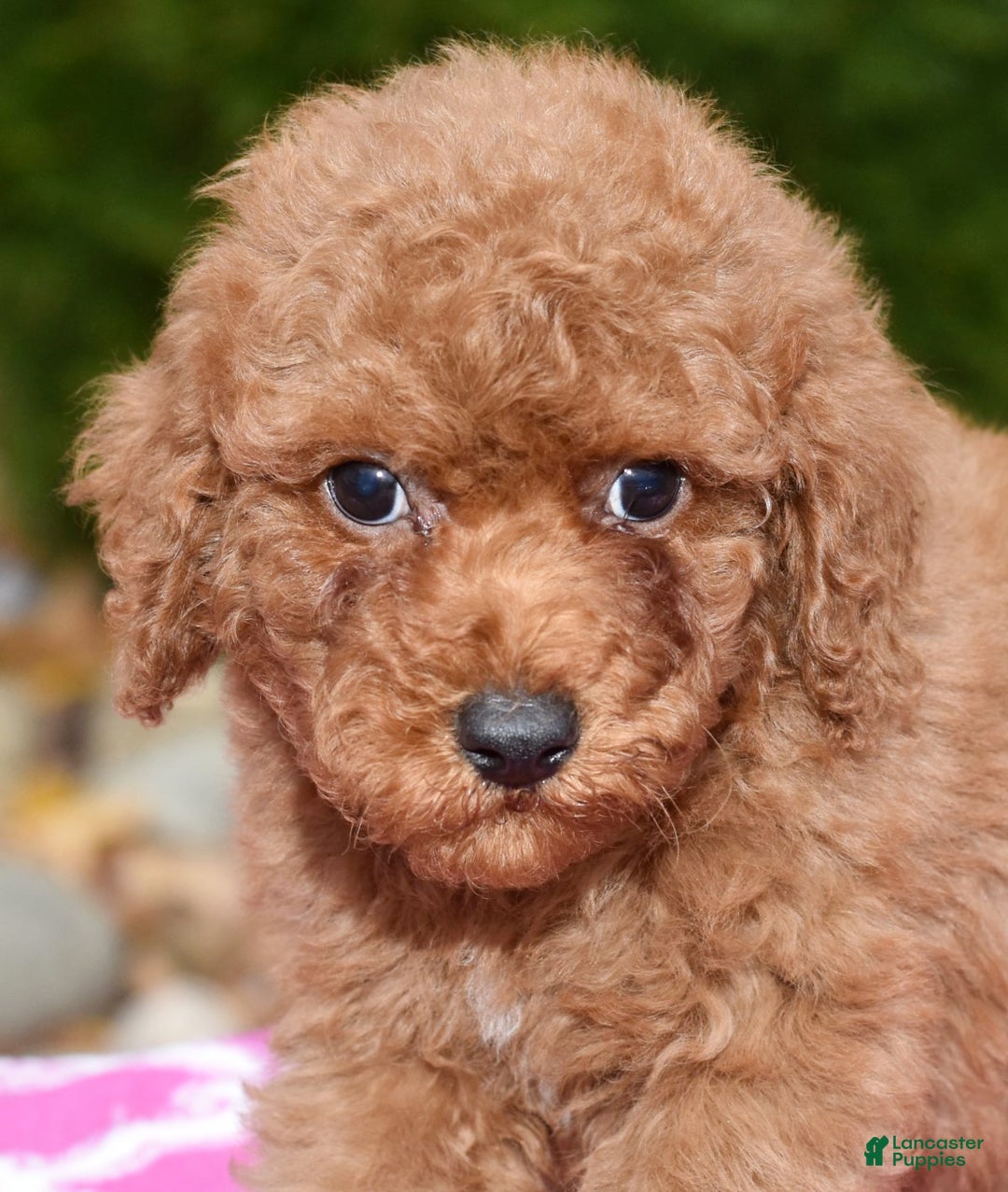 Miniature Poodle dogs for sale: Gibson - Ad 6