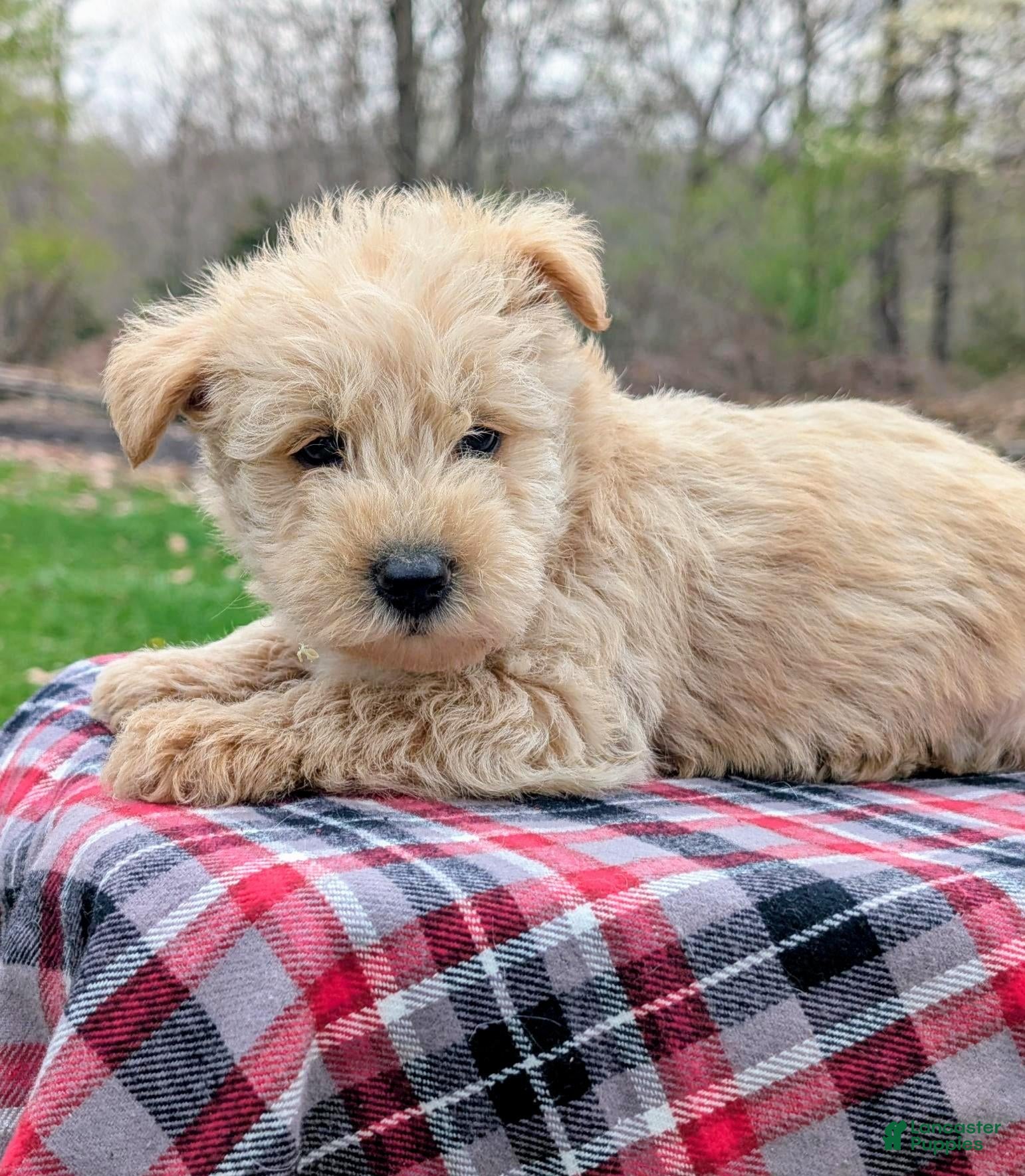 Mixed Breed dogs Gunner - Ad 2