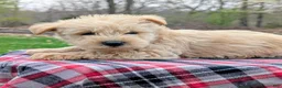 Mixed Breed dogs for sale: Gunner - Ad 2