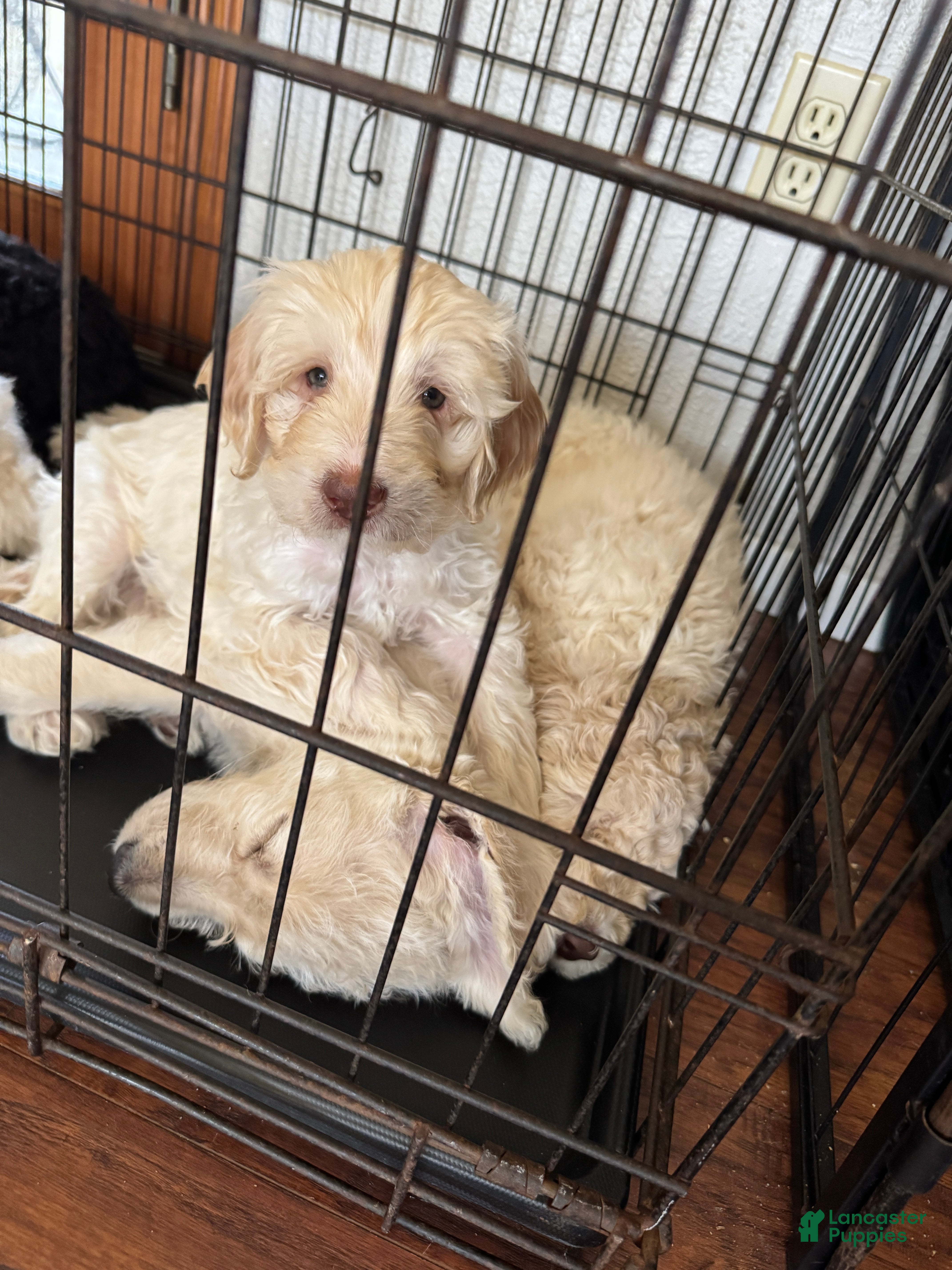 Labradoodle dogs Labradoodle Puppy 6 - Ad 14