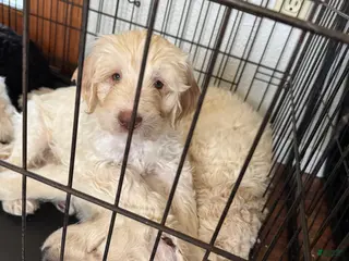 Labradoodle dogs Labradoodle Puppy 6 - Ad 14