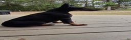 Doberman Pinscher dogs for sale: Athena - Ad 2