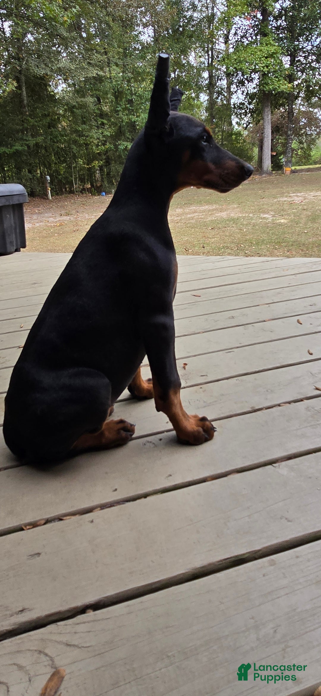 Doberman Pinscher dogs for sale: Athena - Ad 2