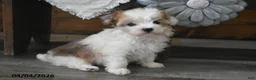 Maltipoo dogs for sale: Olivia - Ad 2