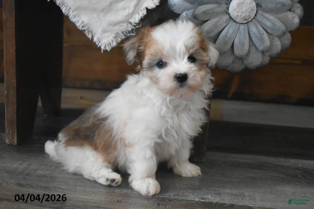 Maltipoo dogs for sale: Olivia - Ad 2