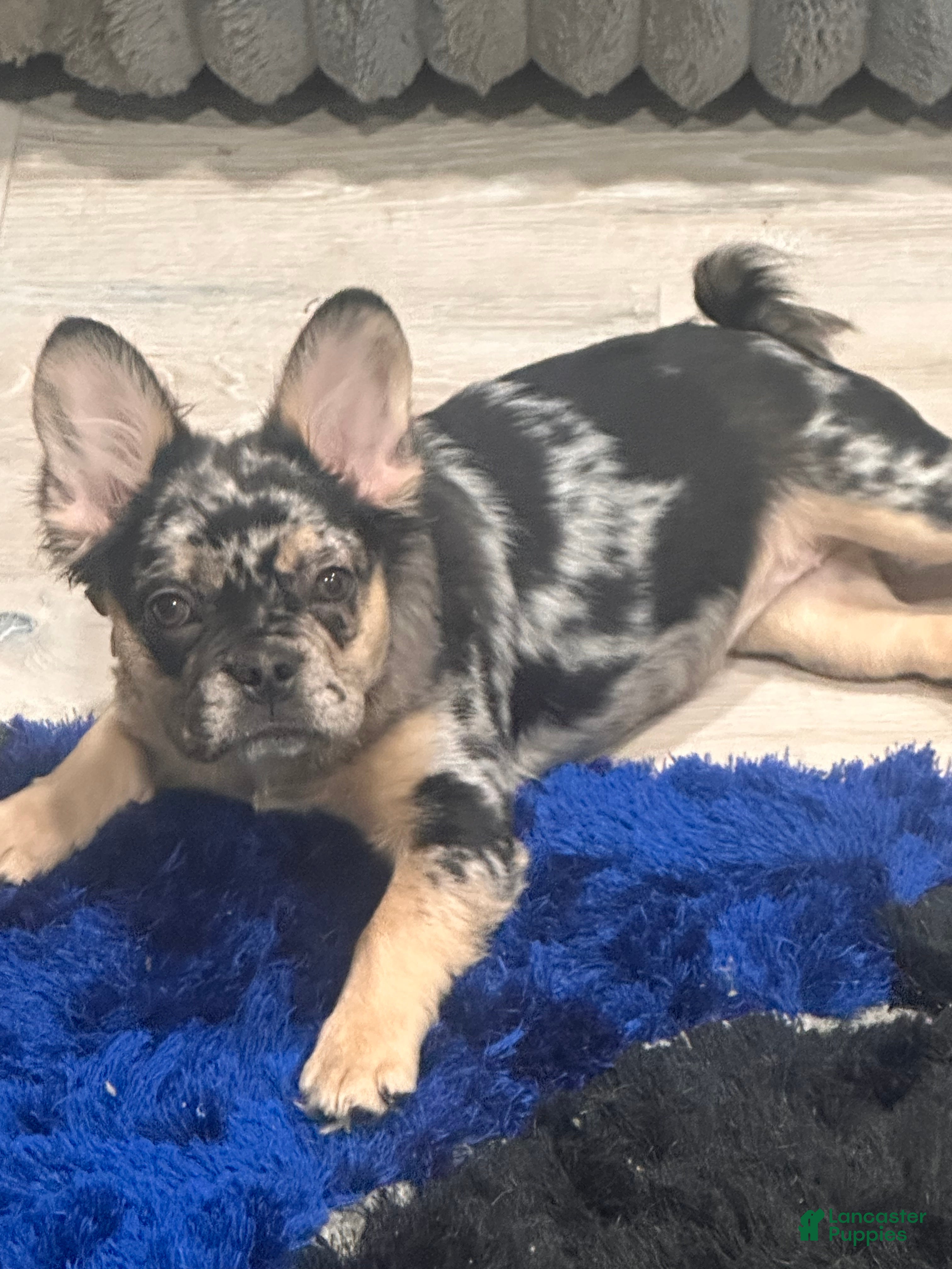 French Bulldog dogs for sale: French Bulldog Puppy 3 - Ad 2
