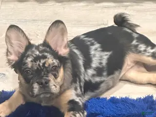 French Bulldog dogs for sale: French Bulldog Puppy 3 - Ad 2