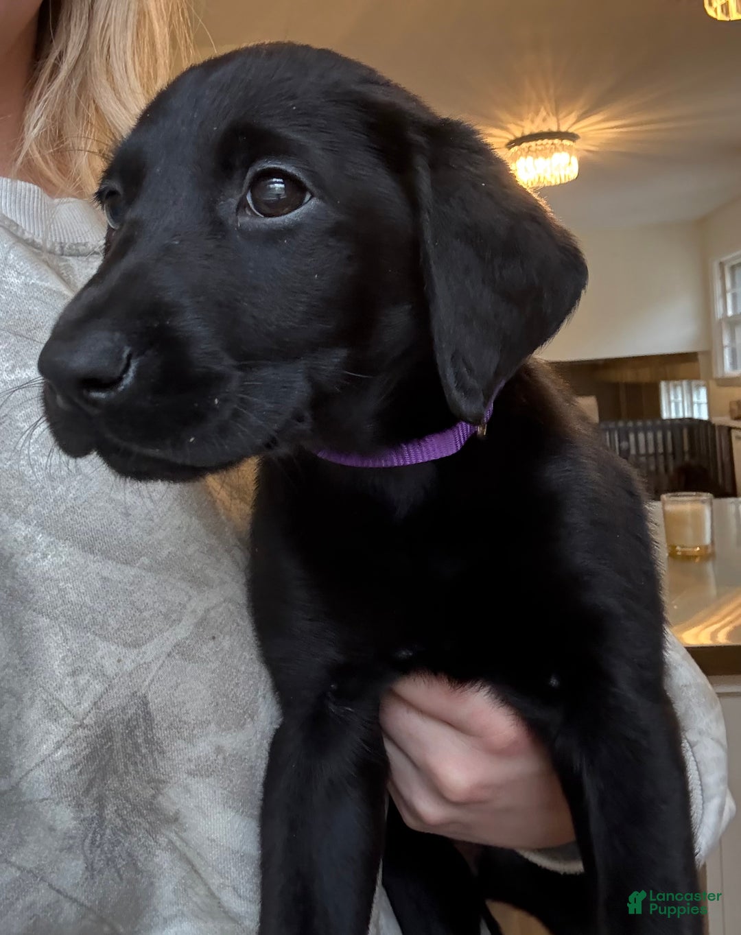 Labrador Retriever dogs for sale: Labrador Retriever Puppy- Purple collar - Ad 3