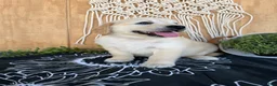 Golden Retriever dogs for sale: Gigi - Ad 12