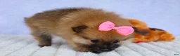 Pomeranian dogs for sale: Freya  - Ad 9
