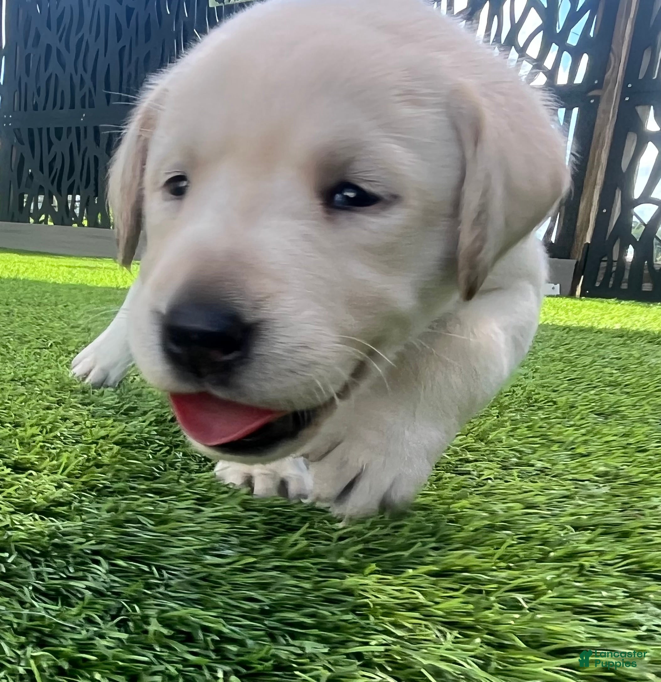 Labrador Retriever dogs Naan White Female - Ad 1
