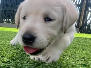Labrador Retriever dogs for sale: Naan White Female - Ad 1