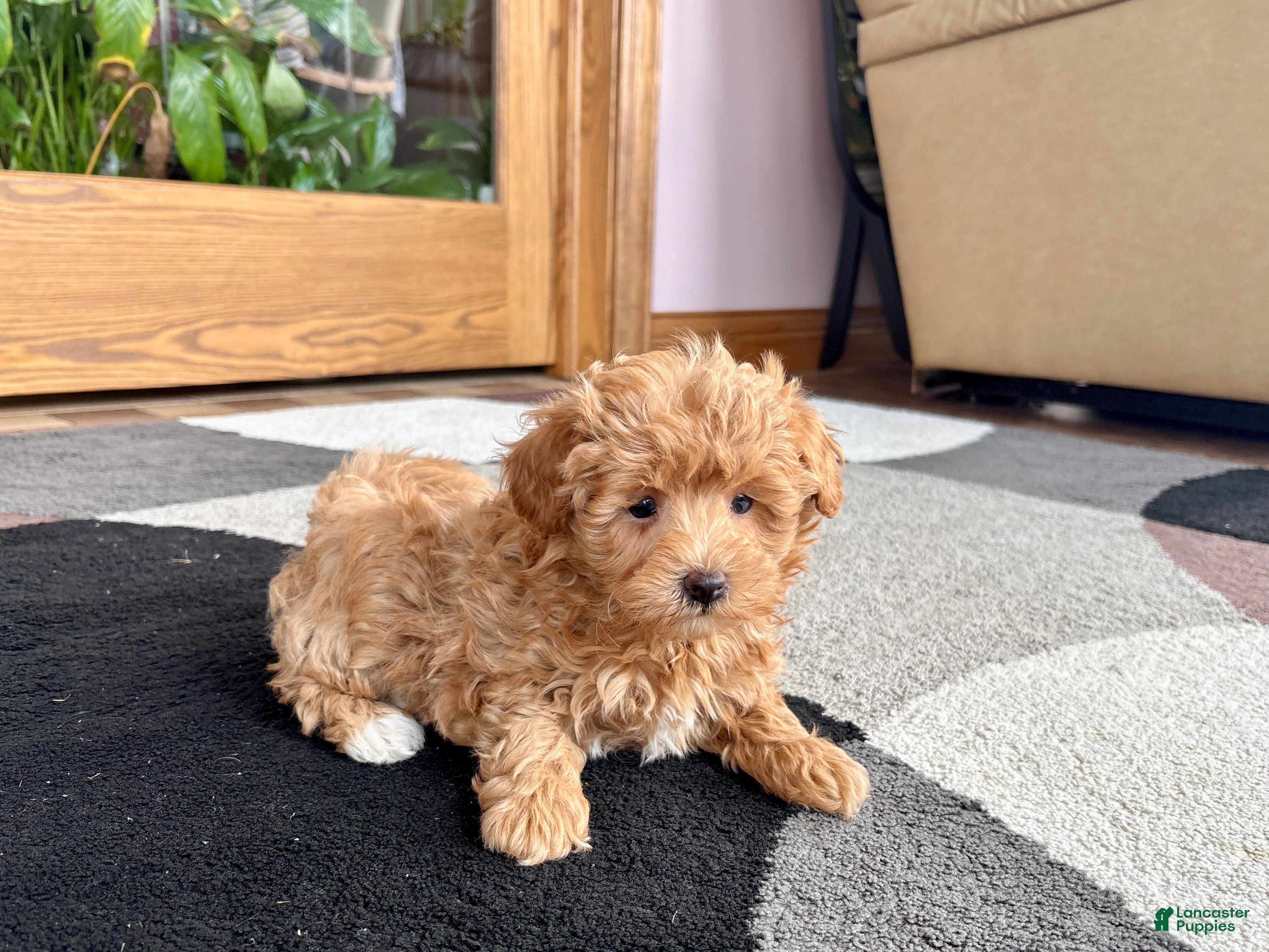 Havapoo dogs Havapoo Puppy 2 - Ad 1
