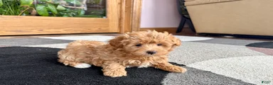 Havapoo Puppy 2