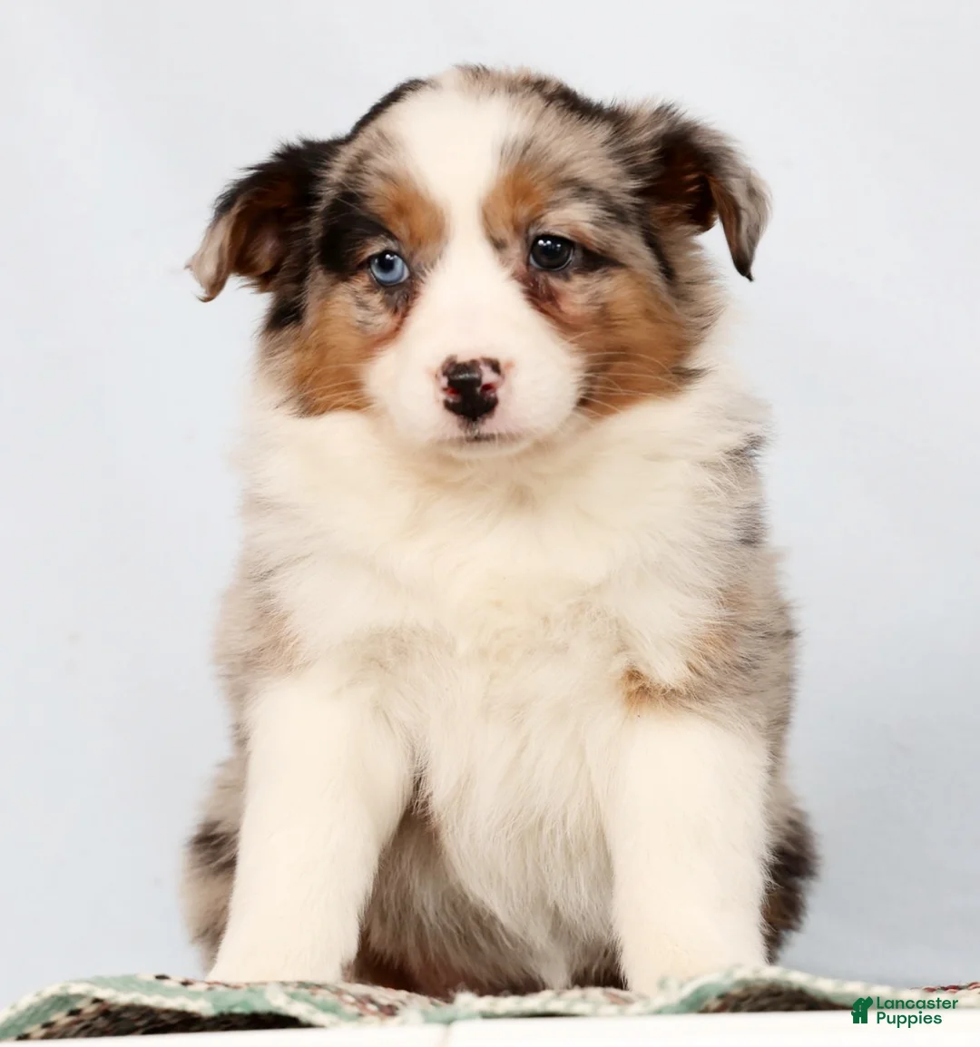 Australian Shepherd dogs for sale: Jessica - Ad 3
