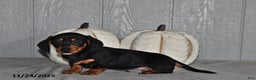 Miniature Dachshund dogs for sale: Cody - Ad 5