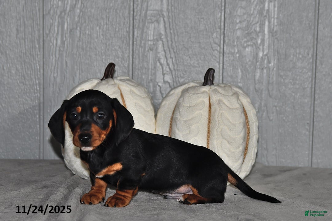 Miniature Dachshund dogs for sale: Cody - Ad 5