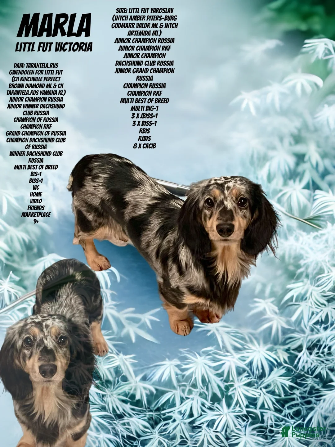Miniature Dachshund dogs for sale: Russian cream points - Ad 15