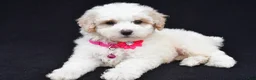 Miniature Poodle dogs for sale: Alice  - Ad 9