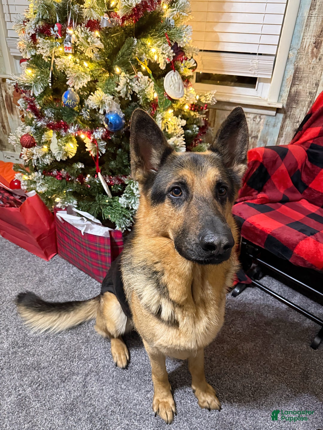 German Shepherd dogs for sale: Max - Ad 7