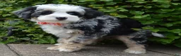 Mini Bernedoodle dogs for sale: Bella - Ad 8