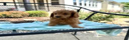 Mini Goldendoodle dogs for sale: Goldie - Ad 4