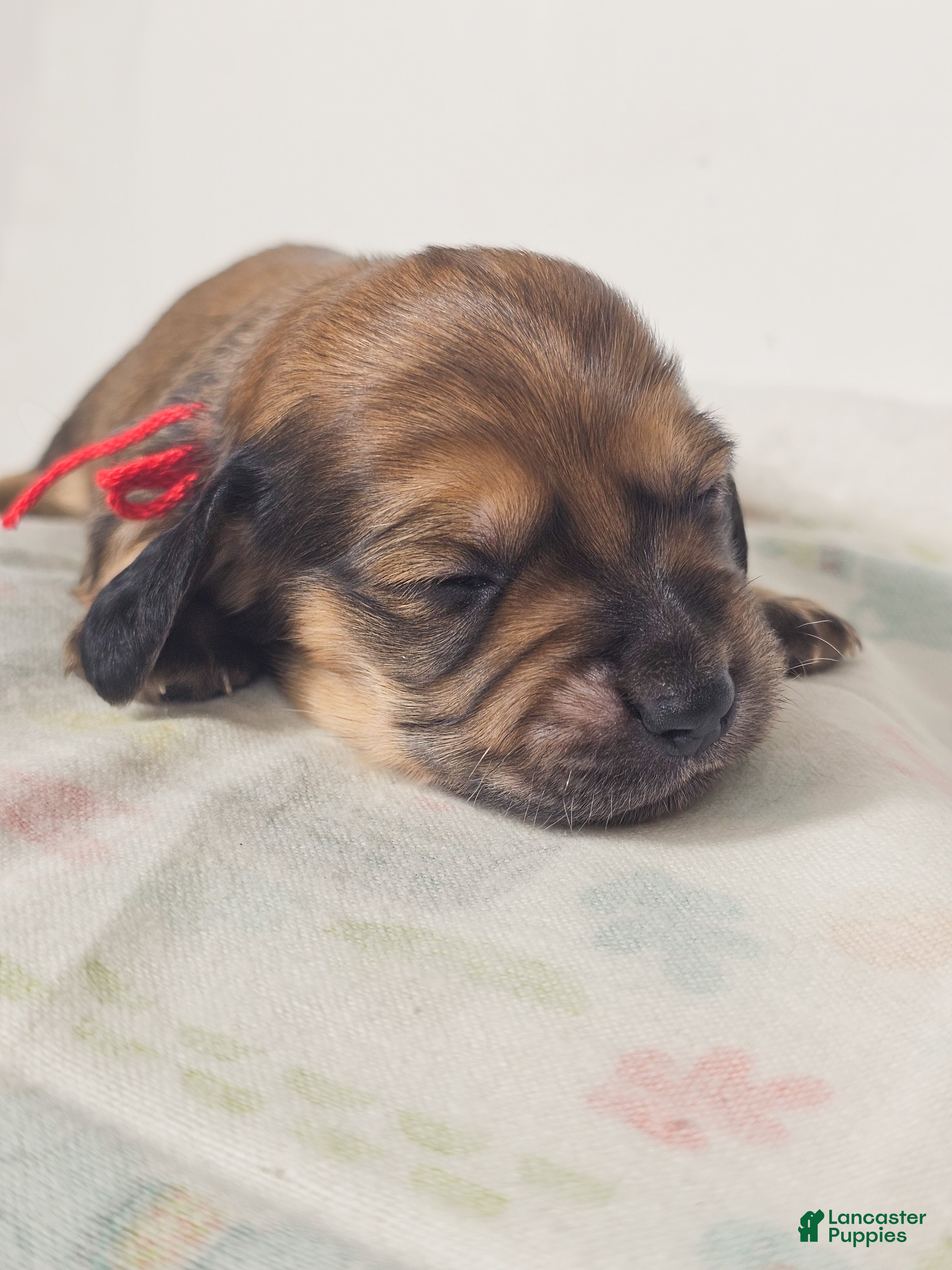 Miniature Dachshund dogs Patty - Ad 2