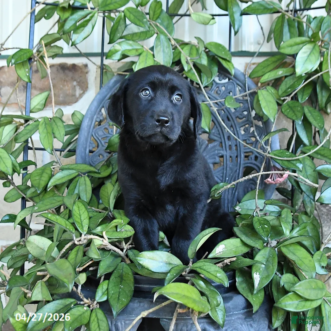 Labrador Retriever dogs for sale: Muffin - Ad 2