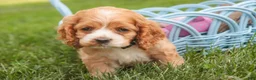 Cocker Spaniel dogs for sale: April Cocker Spaniel  - Ad 3