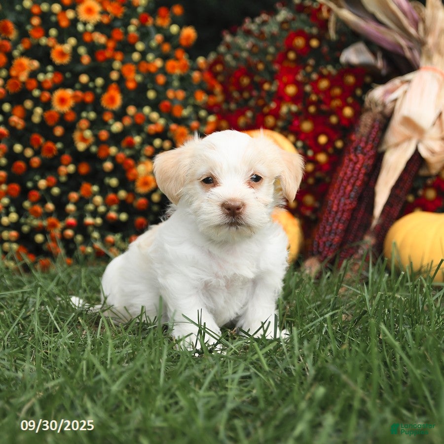 Maltipoo dogs Jack  - Ad 35