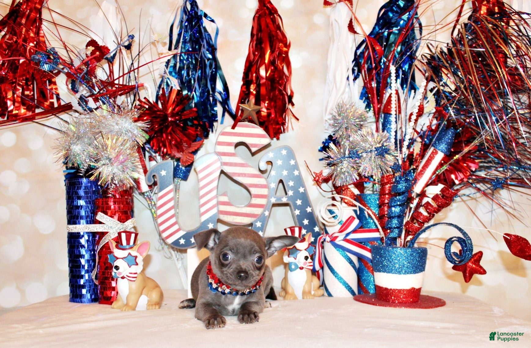 Chihuahua dogs Denver - Ad 2