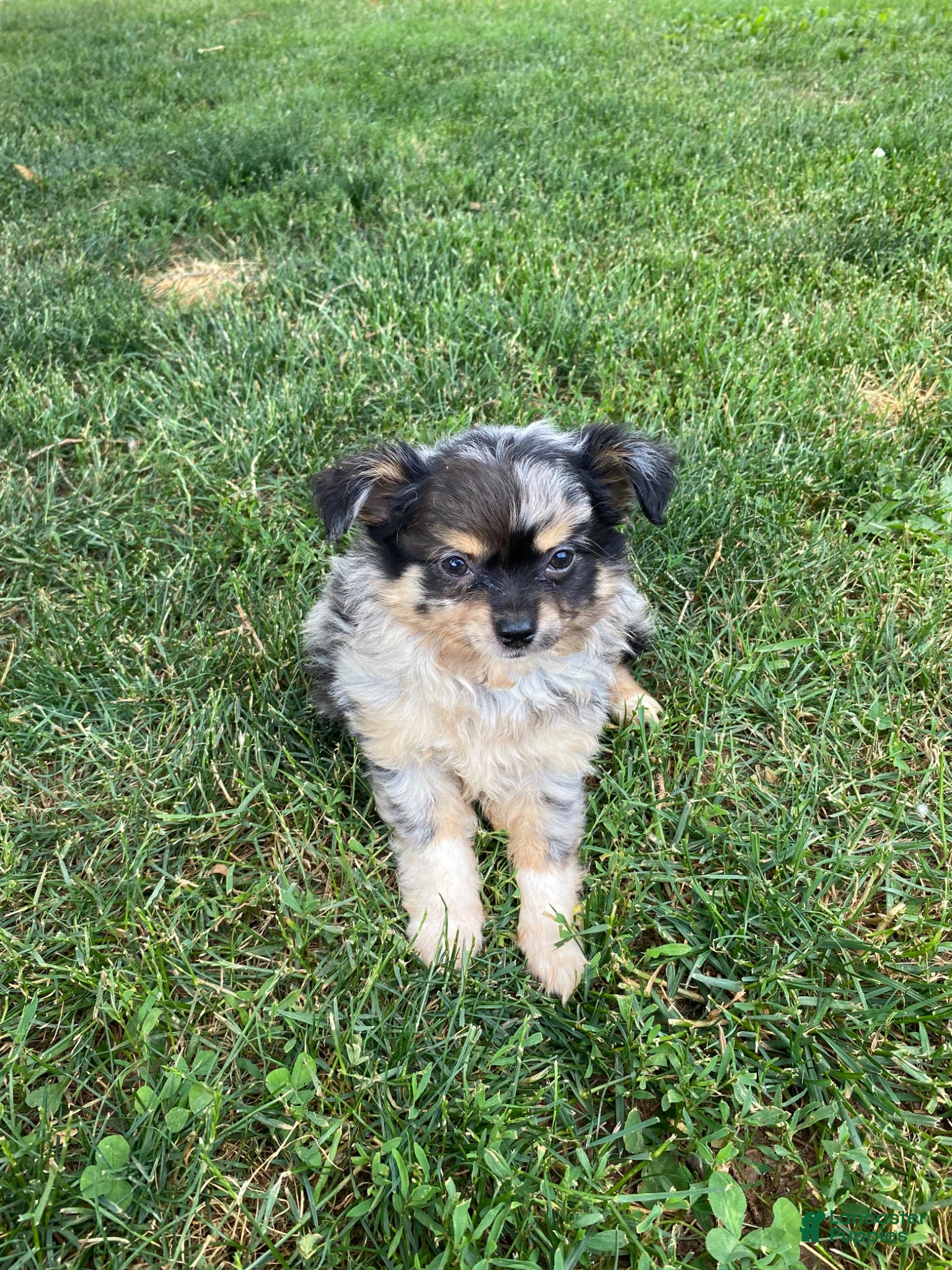 Pomchi dogs Rosie - Ad 6