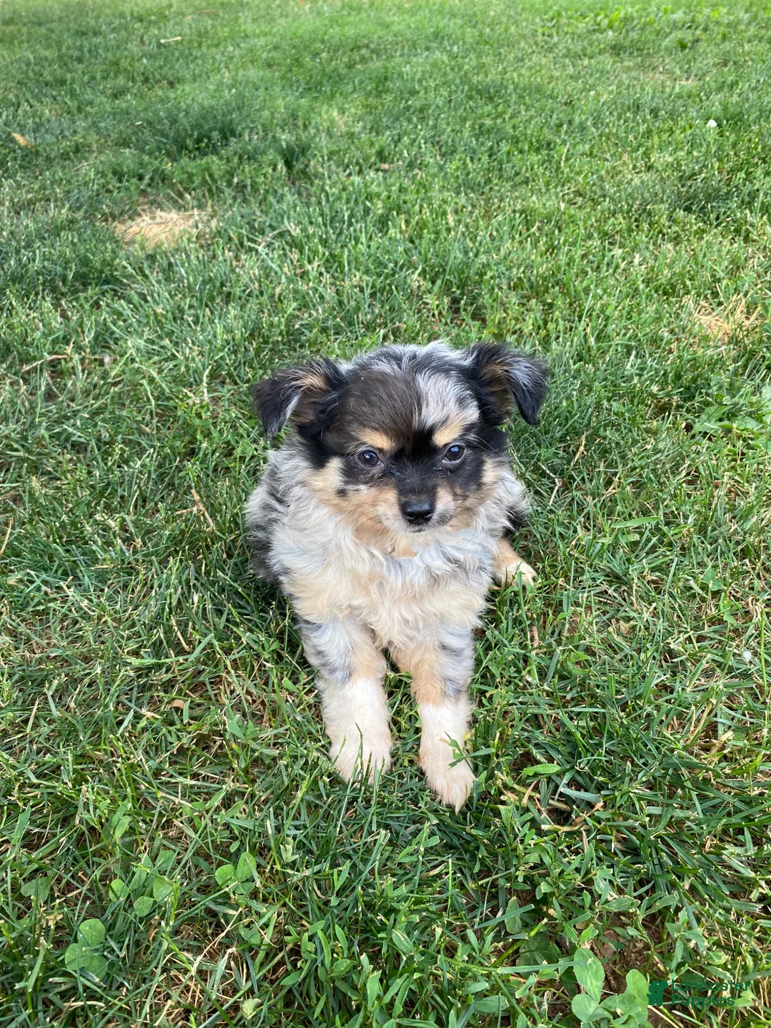 Pomchi dogs for sale: Rosie - Ad 1