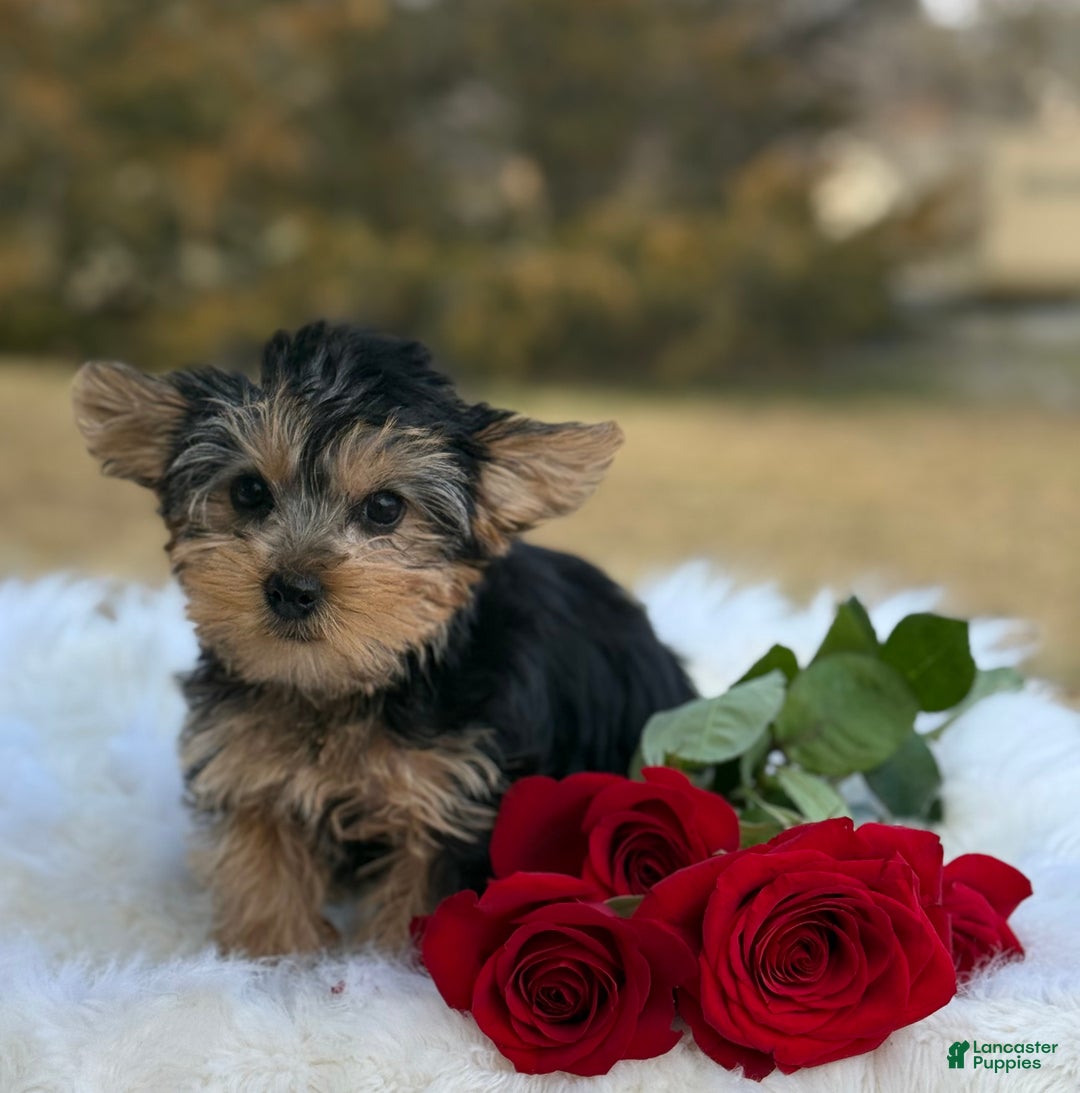 Yorkshire Terrier dogs for sale: Rose - Ad 3